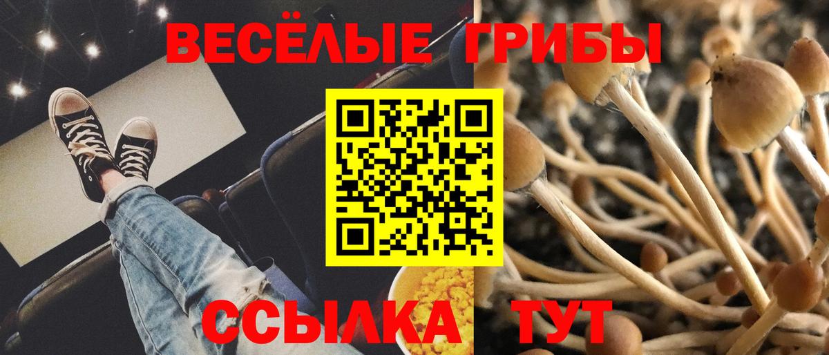 Псилоцибиновые грибы прущие грибы  Вход с VPN  Торжок 